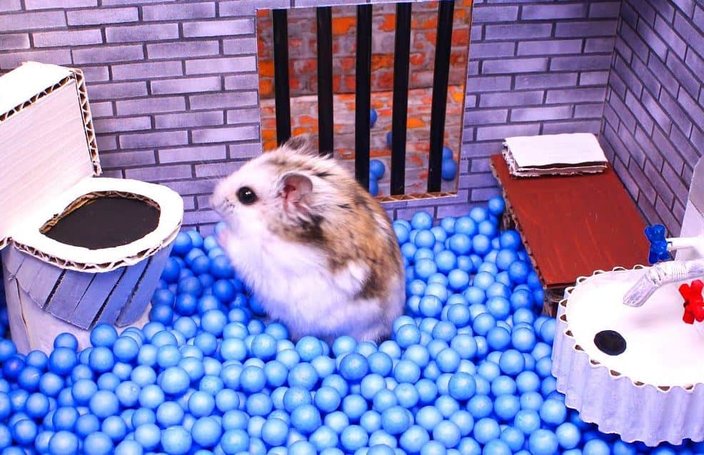 Hamster mouse