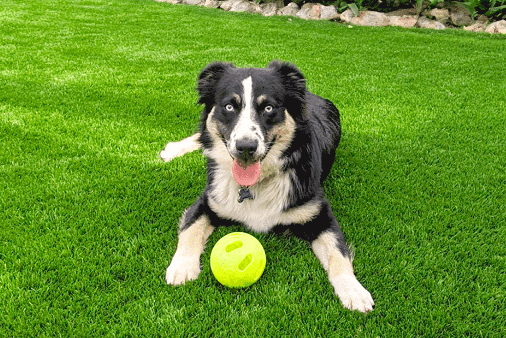 best artificial grass for dogs