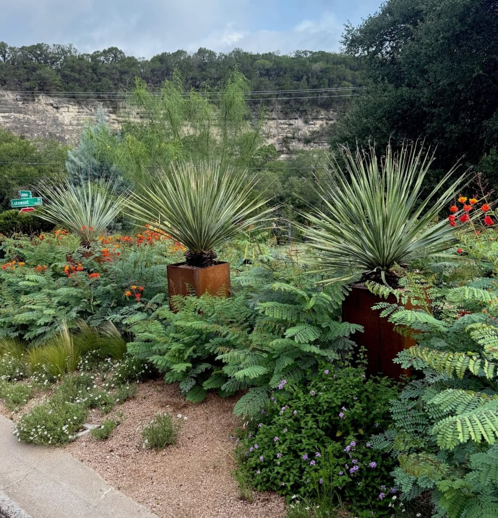 When to Cut Back Bird of Paradise in Desert