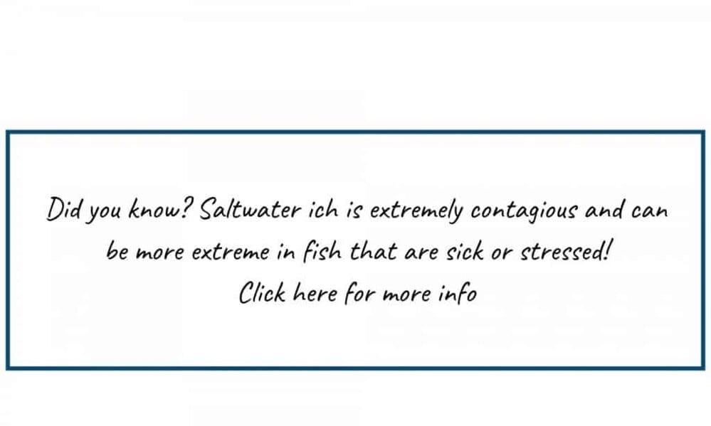 Do You Need A UV Sterilizer For Saltwater Aquariums?