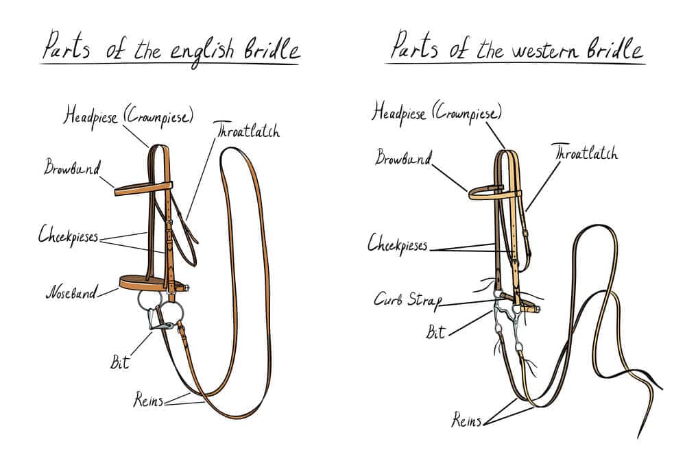 English bridle compared to a western bridle