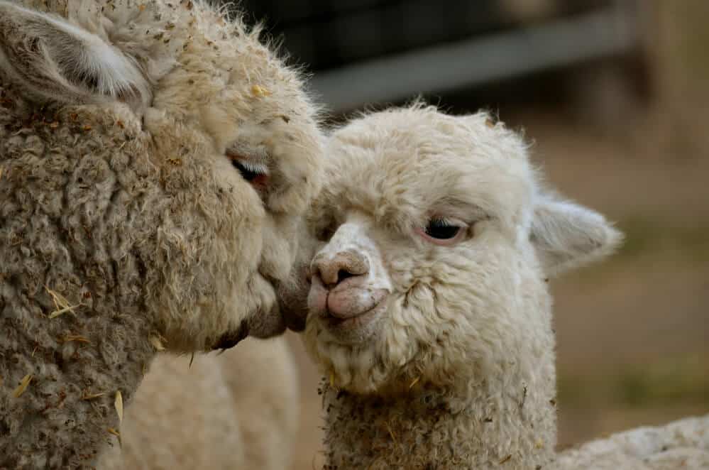 Unusual Animals To Keep On Your Land - alpacas
