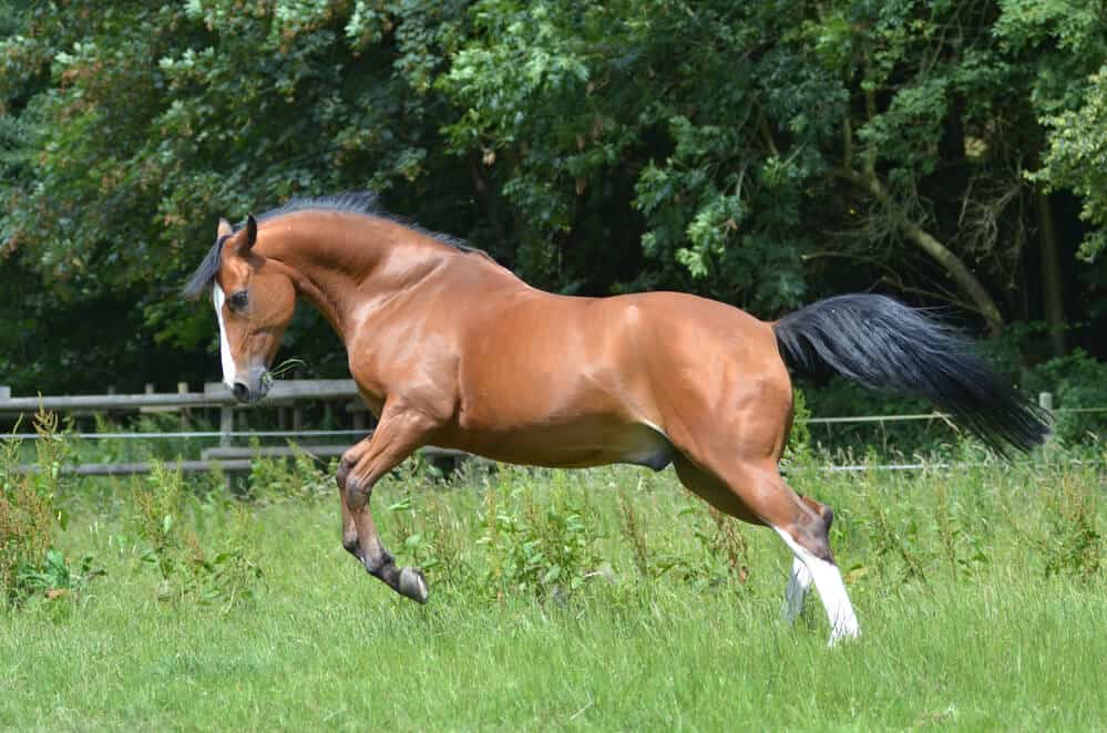 The Ultimate Equine Battle: Quarter Horse vs Thoroughbred