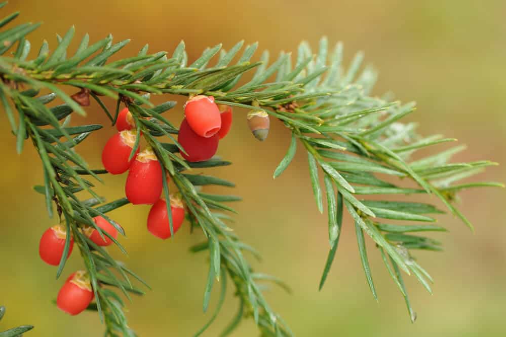 Top Tips To Help You Make The Most Out Of Your Garden This Winter
