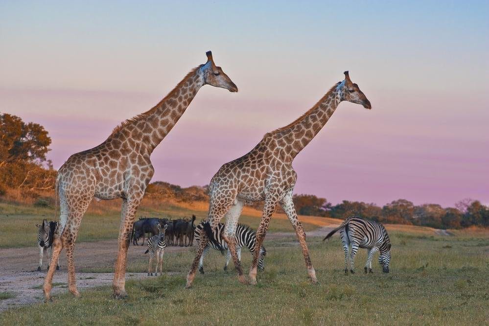 arathusa safari lodge general game