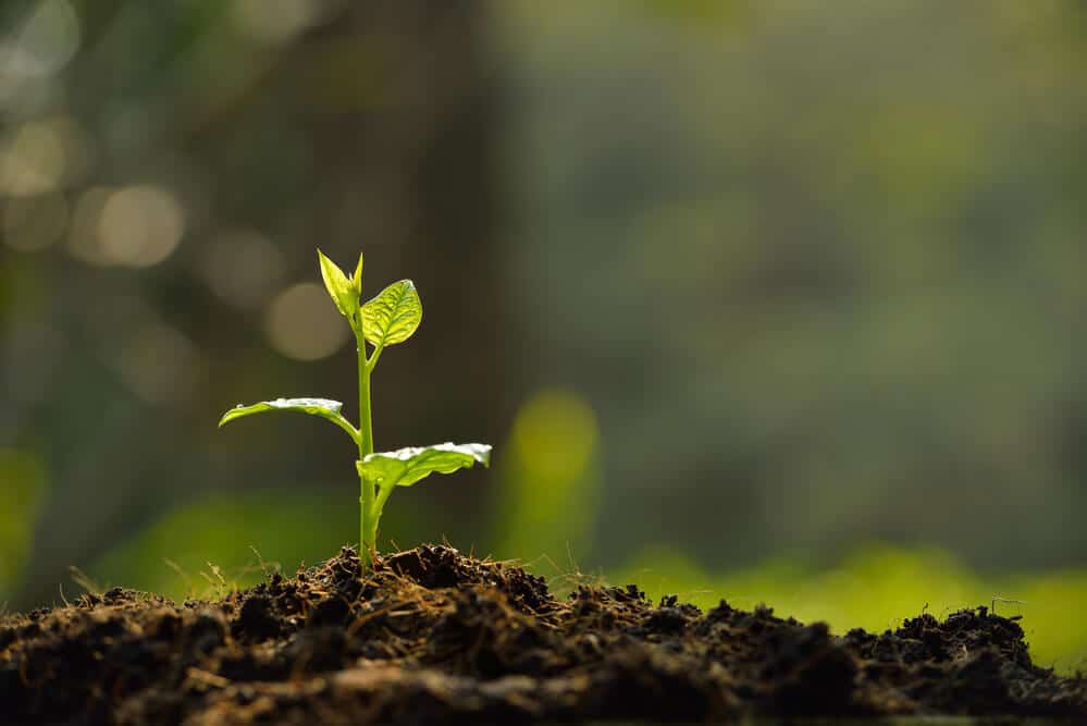 Turn Your Garden Into A More Eco-Friendly Place!