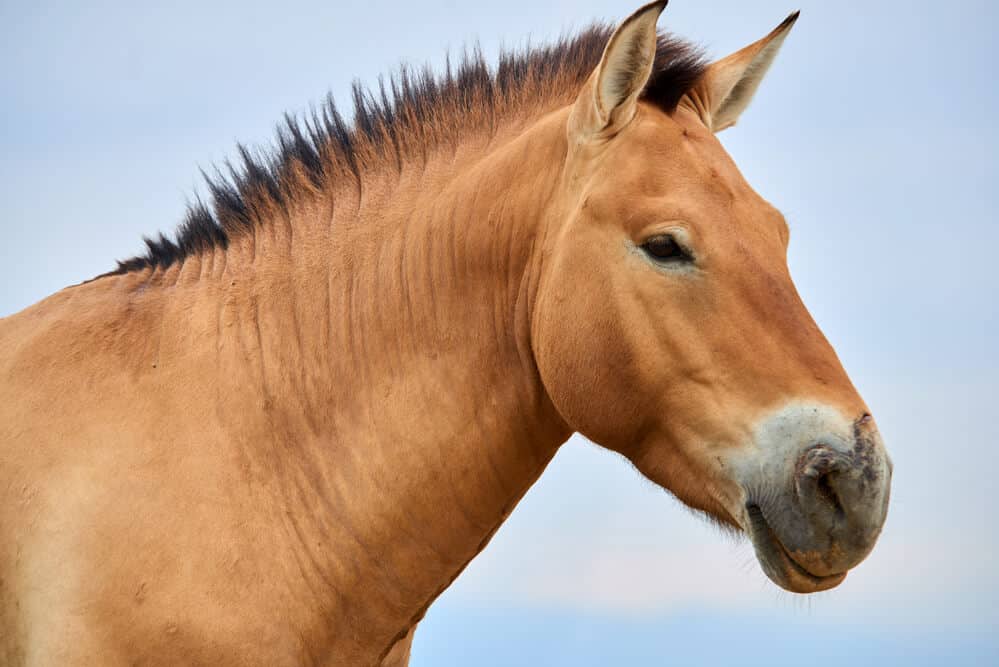 Przewalski horses - rare horse breeds