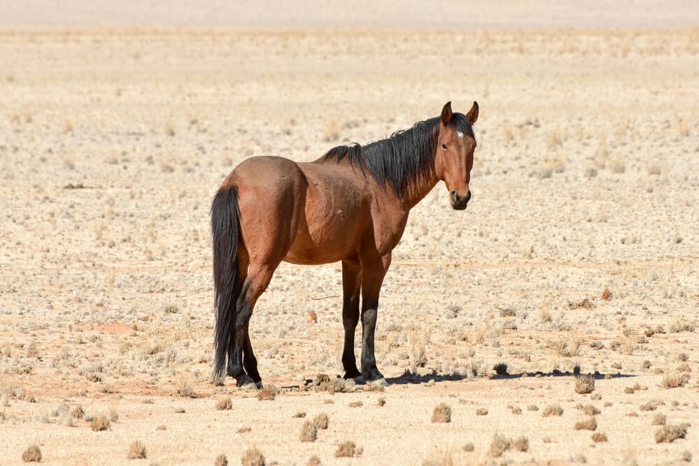 Culturally Inspired African Horse Names