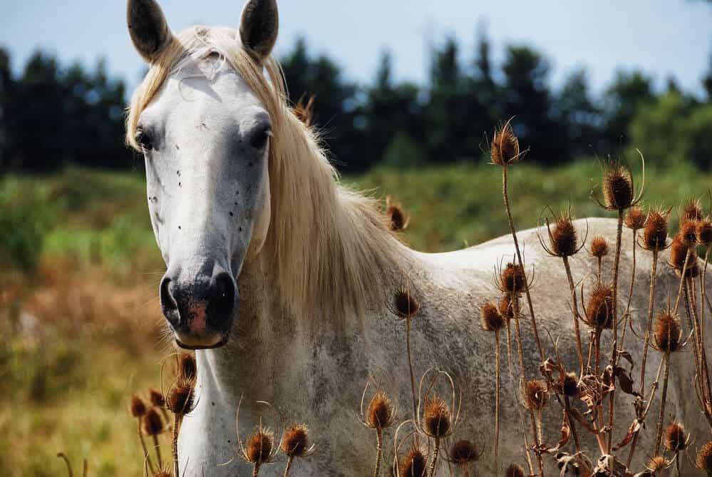 The Best French Horse Names For Mares and Stallions