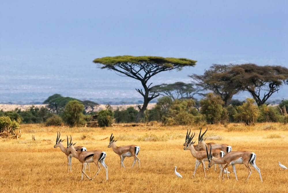 safari in south africa