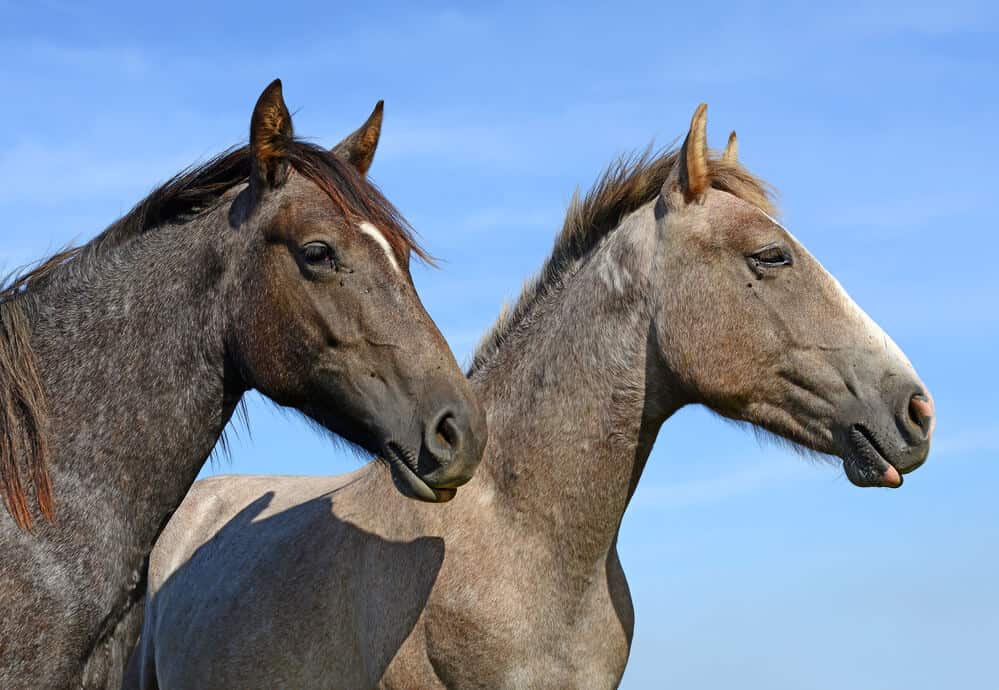 300 of the Best Horse Names