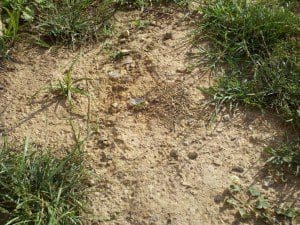 Hard Start Getting grass to grow