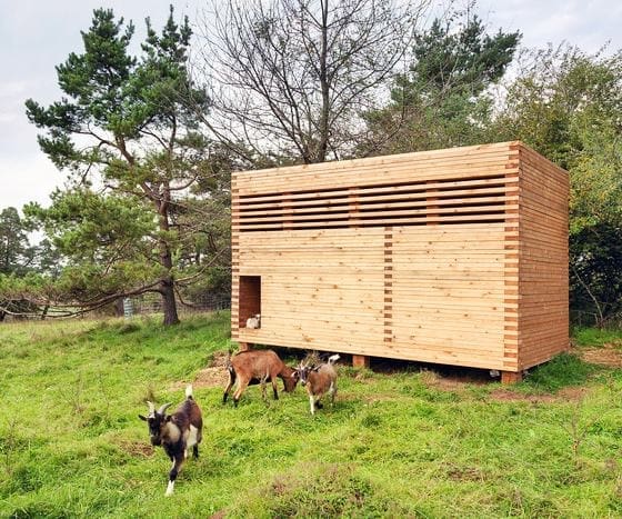 Goats Amazed and Amused Social Media MyFixitUpLife Goats bus wine chair sandbox vampire toolkit = amazed amused MyFixitUpLife MyFixitUpLife Goats Amazed and Amused Social Media MyFixitUpLife