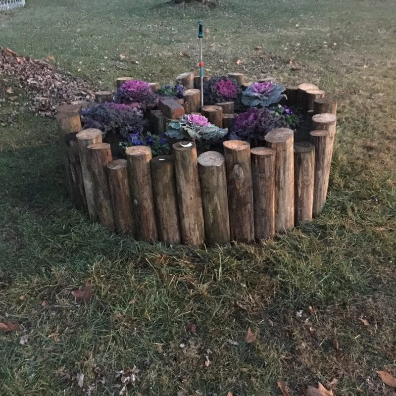 MyFixitUpLife Winter Garden Beauty 2 The Winter Garden Raised bed for cold weather color and Spring flowers MyFixitUpLife MyFixitUpLife winter garden