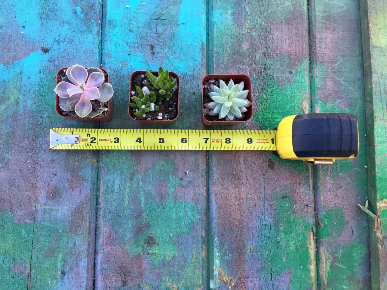 1 measure succulents Minwax Succulent Pallet Wood Wall Art An indoor wall garden is even sweeter with a pretty green stain MyFixitUpLife MyFixitUpLife 1 measure succulents indoor wall garden Minwax Succulent Pallet Wood Wall Art