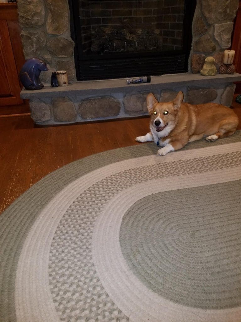 MyFixitUpLife Dremel Home Depot Pet Grooming Tool 7234 Krozby the Corgi Expert Dog reviews the Dremel 7300 Pet Grooming Tool MyFixitUpLife MyFixitUpLife pet grooming tool