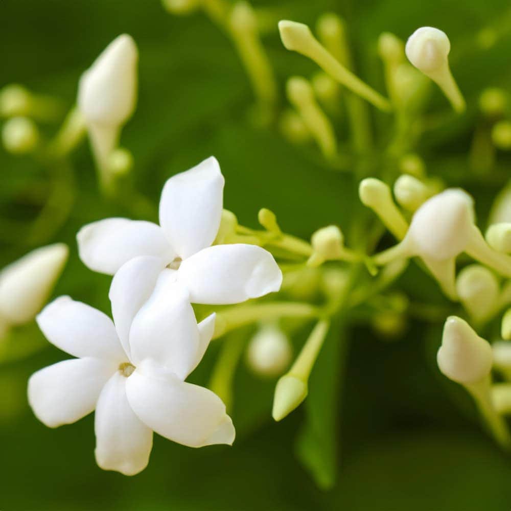 Jasmine