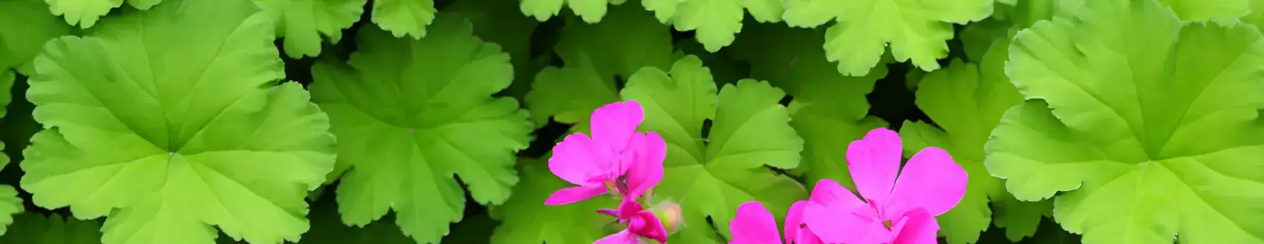 Geranium note – vibrant floral tone with fresh green and rosy nuances