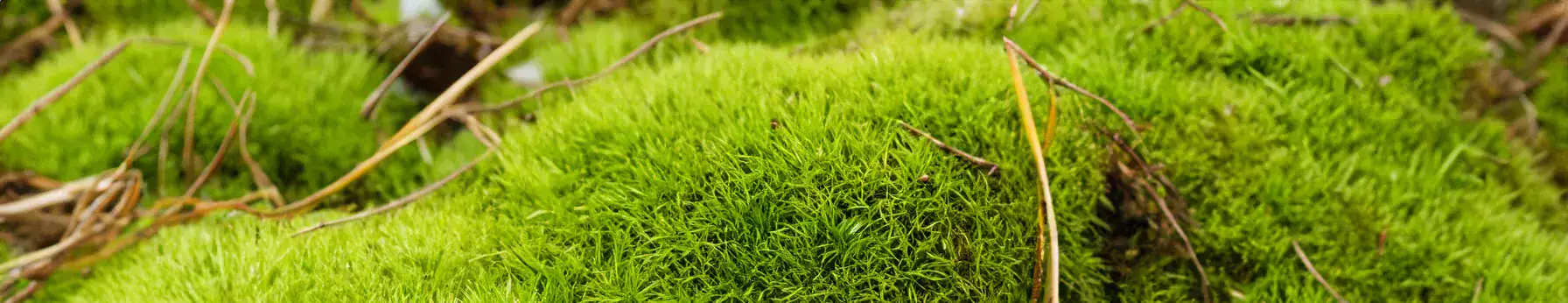 Moss