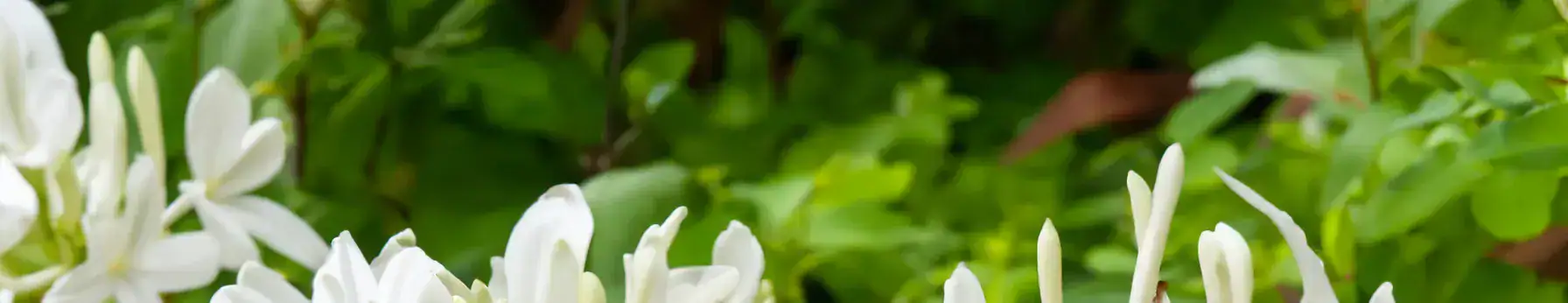 Osmanthus note – floral-fruity nuance blending apricot sweetness and subtle leathery warmth