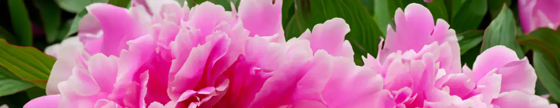 Peony in perfumes