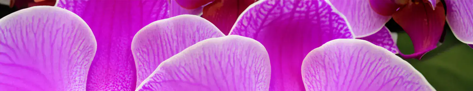 Orchid note – smooth, creamy floral note that radiates luxury and tenderness