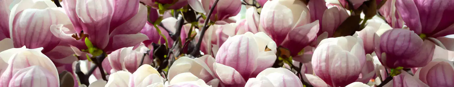 Magnolia in perfumes