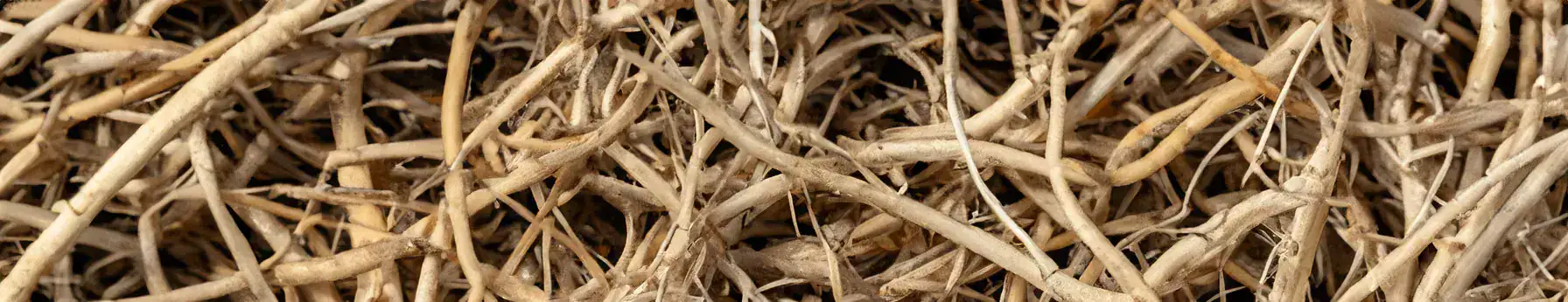 Vetiver Haiti SFE
