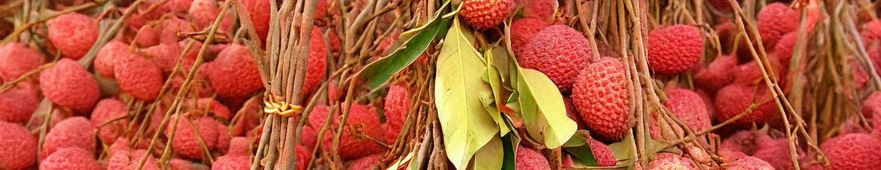 Lychee note – lush fruity tone with delicate freshness and soft floral nuance