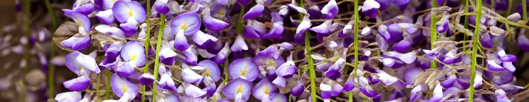 Wisteria Accord