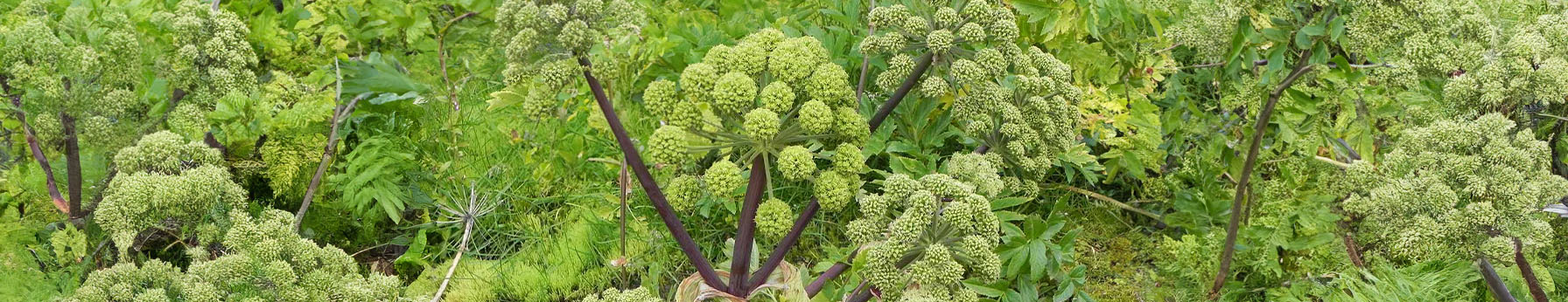 Angelica note – herbal aromatic freshness and light floral tone