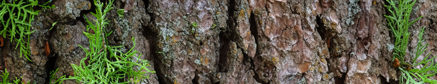 Virginia Cedarwood Essential Oil