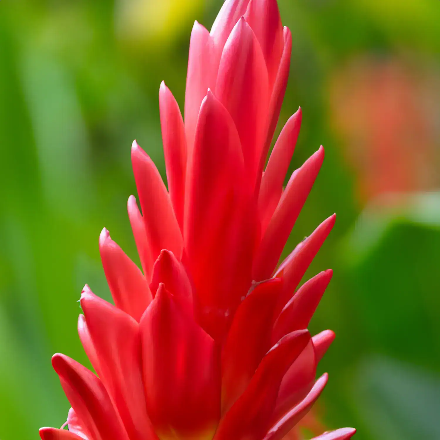 Ginger Lily note – elegant tropical floral scent with soft spice and creamy freshness