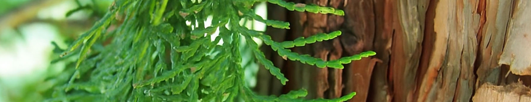 Hinoki