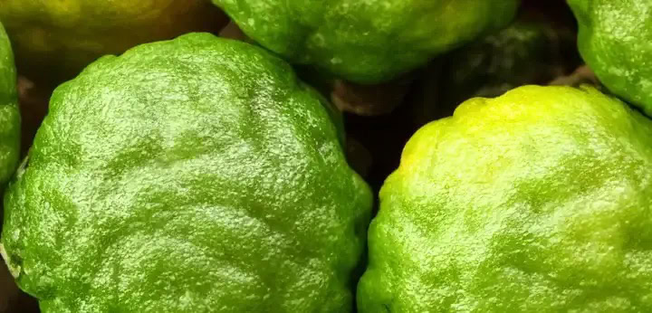 Bergamot – luminous citrus essence