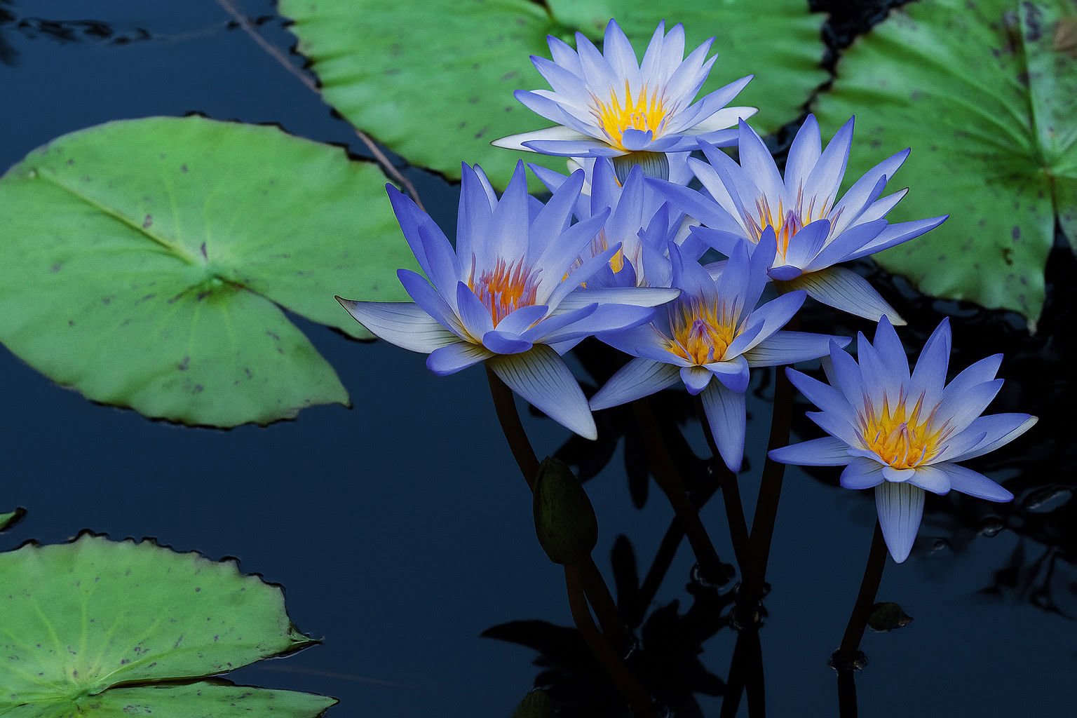 Blue Water Lily note – aquatic floral freshness