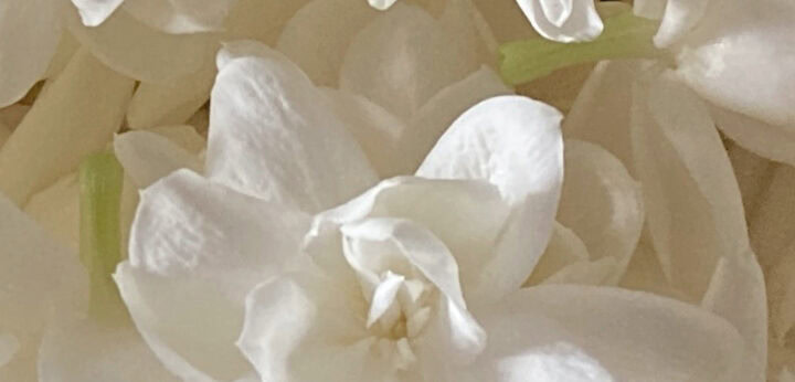 Jasmine – heart note in Coach Cherry Parfum