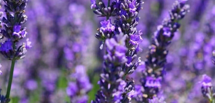 Lavender – top note in YSL Muse 62 Ink