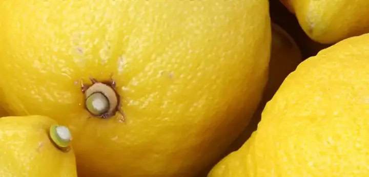 Lemon – sparkling citrus freshness