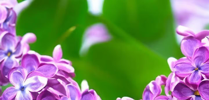 Lilac note – soft floral touch introducing delicate sweetness