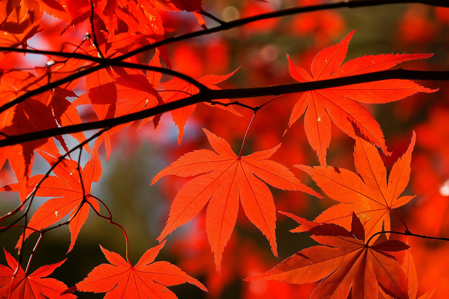 Maple Accord note – gourmand woody sweetness