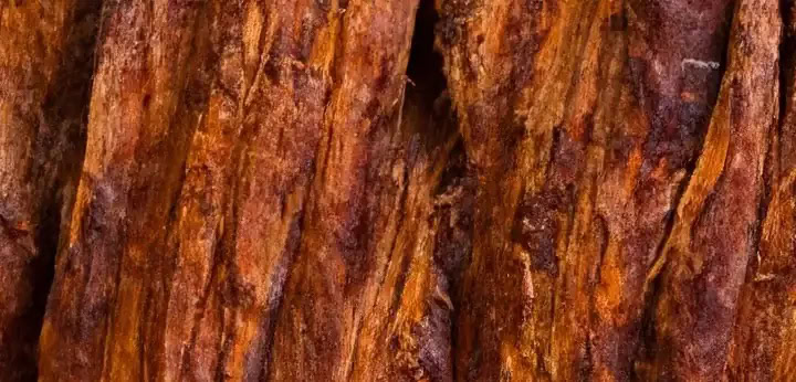 Oud – base note in YSL Muse 62 Ink