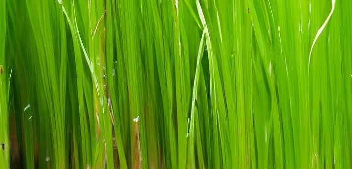 Papyrus note – dry woody tone