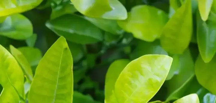 Petitgrain note – green citrus aromatic tone