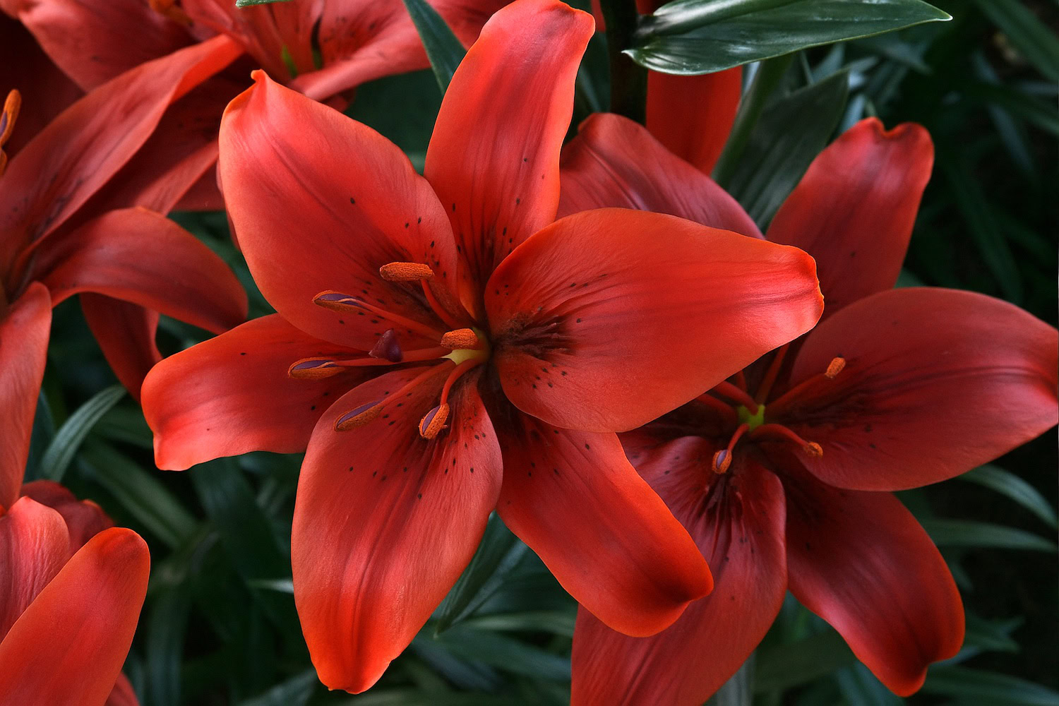 Red Lily note – floral depth with soft spice nuance