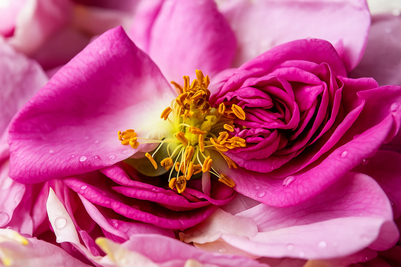 Rose – heart note in Coach Cherry Parfum