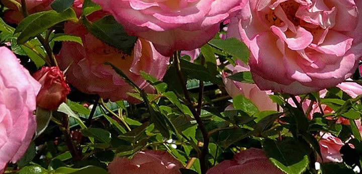 Rose note – soft floral depth defining the Idôle signature
