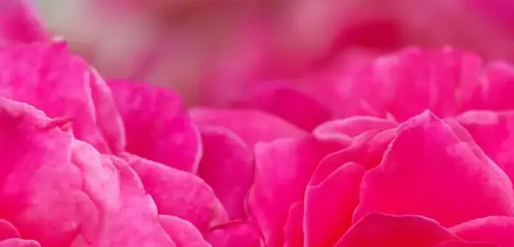 Turkish Rose note – sensual floral richness