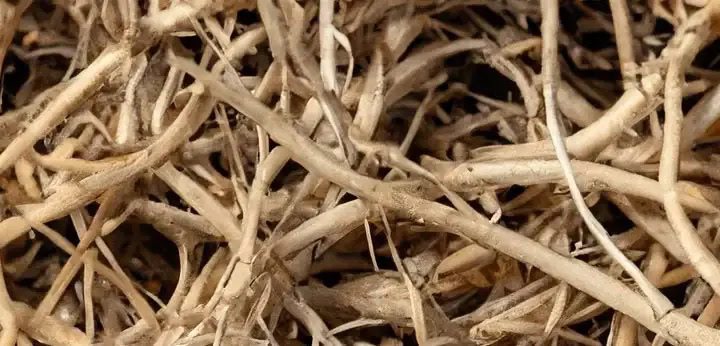 Vetiver note – dry earthy tone
