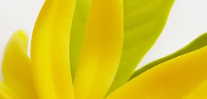 Ylang-Ylang note – creamy exotic floral aroma